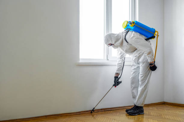 Best Affordable Pest Control Services  in Emerald Lake Hills, CA