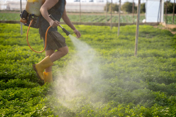 Best Mosquito Control Services  in Emerald Lake Hills, CA