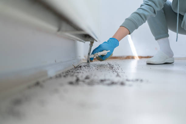 Best Emergency Pest Control  in Emerald Lake Hills, CA